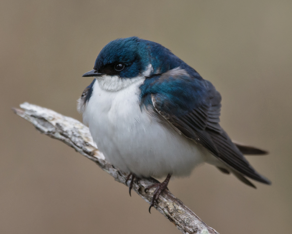 Nature In Class A By Steve Lombardi For Tree Swallow AtCedar Island MAY-2019.jpg